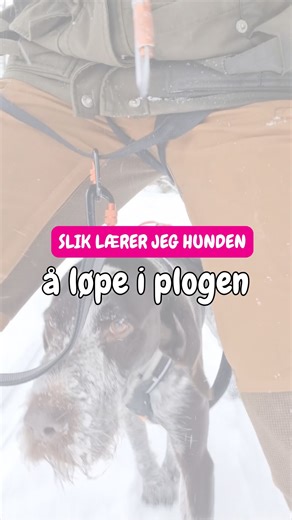 At hunden holder seg i plogen er en praktisk egenskap når du står på ski. Fra før kan hunden gå bak. Da er det lett å overføre det til skisporet. Jeg bare plasserer hunden bak i plogen de første gangene. Jeg kommer meg trygt ned isete, bratte, skiløyper, og jeg kan passere andre skiløpere på en hyggelig måte. #hund #ski #snørekjøring #skijoring #fuglehund | HUNDELIV