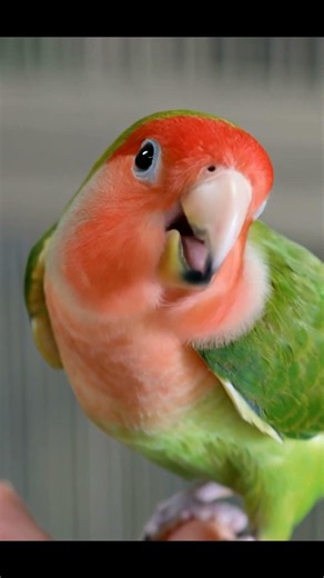 Meet This Adorable Talking Lovebird!