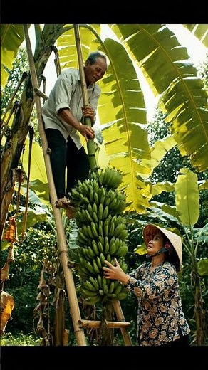 Banana Harvest Day – Sweet & Fresh From the Garden 🍌🌿