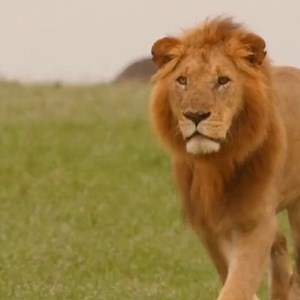 Roaring Wonders of the African Savanna: Happy World Lion's Day! On this majestic day, we honor the kings and queens of the wild - the awe-inspiring lions of Africa. 🦁 From the golden grasslands to the star-studded night skies, these iconic creatures rule our hearts with their regal presence and untamed spirit. Did you know? Lions are the only big cats that live in social groups called prides, where females are the backbone of the hunting prowess. Their powerful roars can be heard up to 5 miles 
