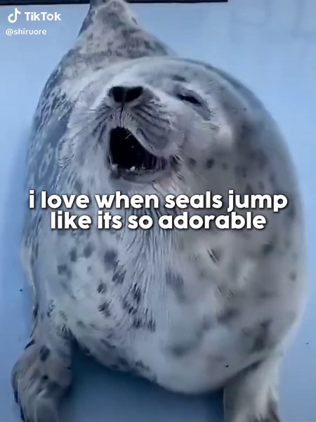Silly Seal Jumping Compilation