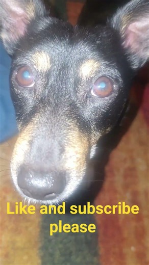 cosmo the doggo #puppy #lifeisbutadream #cosmo #cosmo #williesmooth #jackruss #cute #cockapoo #pets