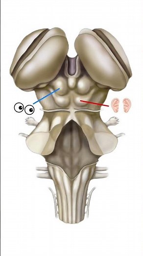Mesencéfalo: cara dorsal || Neuroanatomía