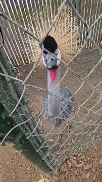 What a stunning bird!: Grey Crowned Crane 😁