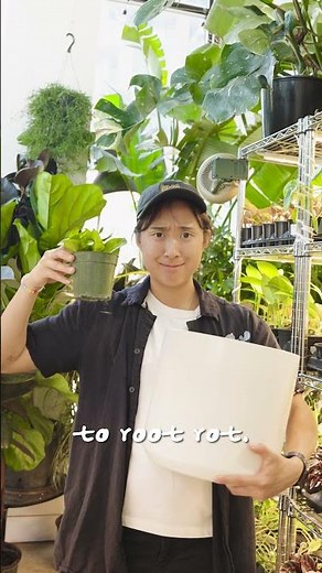 🪴 Bigger pot isn't always better! #plantcaretips #houseplants