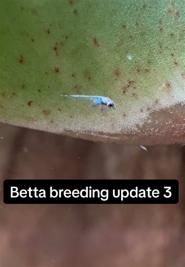 Betta Breeding Update: Tips and Insights