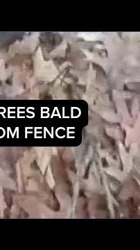 Michigan deputy frees bald eagle from fence