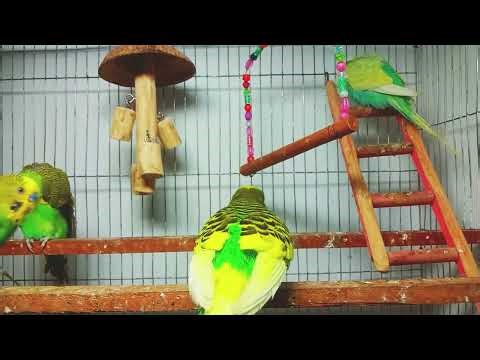 Relax with Budgies: 10-Hour Chirp & Flutter Experience 🐦 | Stress Relief Bird Sounds