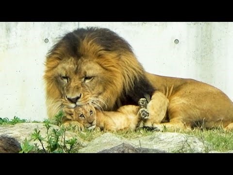Did He Eat Them? A Heartwarming Lion Dad Earth Moment 🦁