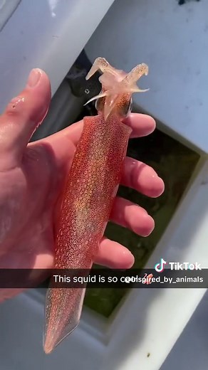 Inspired By Animals on TikTok