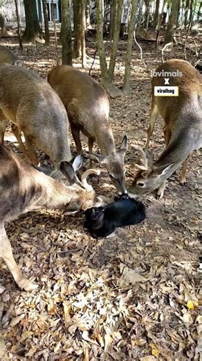 Deer Gives Cat Cute Licks