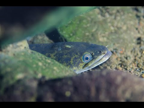 Les anguilles de La Réunion