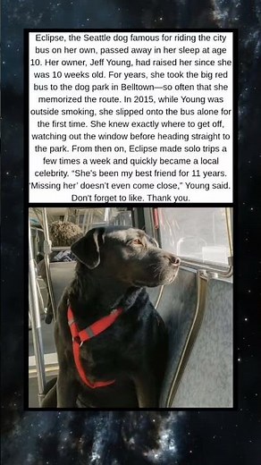 Farewell to Eclipse: Seattle’s Beloved Bus-Riding Dog