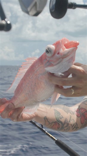 135K views · 232 reactions | Barotrauma happens to fish brought up rapidly from deep waters. As they ascend, the change in pressure causes their swim bladder to expand, often leading to organ damage and difficulty regulating buoyancy. This can result in visible injuries like bulging eyes and protruding organs. If you’re not keeping your catch please use descending devices to alleviate these effects, improving the survival chances of these deep-water fish. | Reed_thefishmonger | Facebook