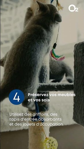 🐾 Ménage et animaux de compagnie : comment garder une maison propre au quotidien ?