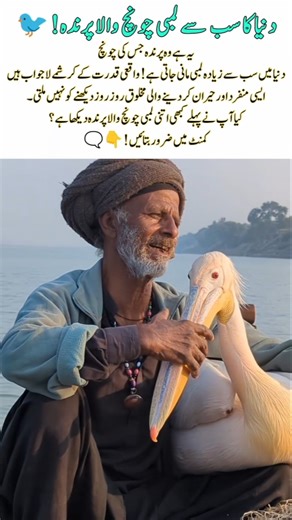 World’s Longest Beak Bird! 🐦 #nature #birds #pets #LongestBeak #RareBird #AmazingNature #Wildlife