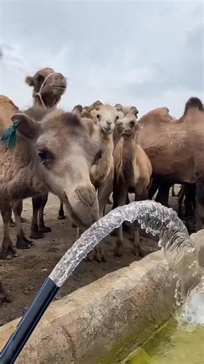 Camel secrets you won't believe!