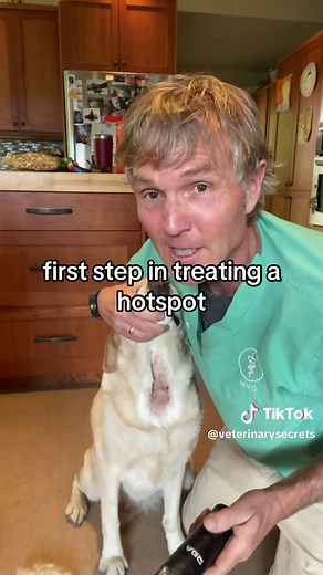 Natural Remedies for Dog Hot Spots and Allergies