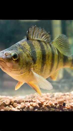 Two Fish Are Real One Is AI