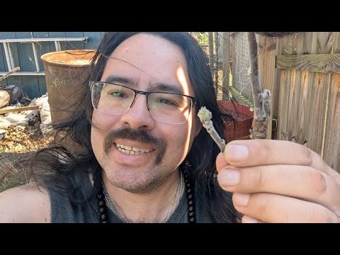 3 Years Later: Is the DAS Farms Pink Lady Apple Tree Worth It?