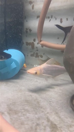 🤯Community Fish Pond Setup | Koi, Silver Dollars, Tin Foil Barbs & Sharks Together 😱