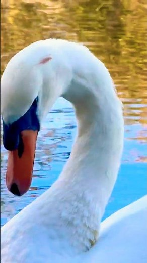 Widnes | Future Flower Riverside Calm Nature Walk 4K | Hidden Trails UK #shorts