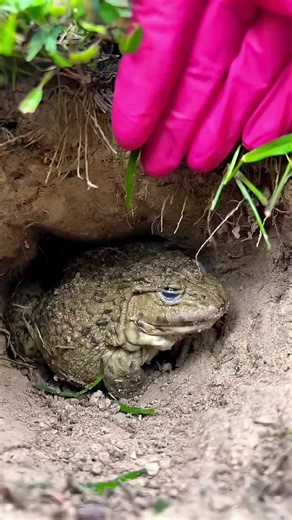 Funny Moments with Frogs at the Anaconda Show