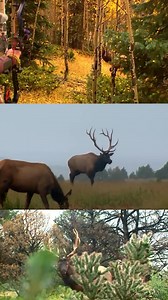 Which bull is your favorite?? Primos Hunting | Small Town Hunting