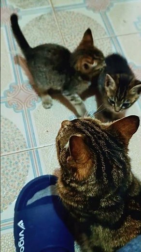 Adorable 2-Month-Old Kittens Full of Energy 😻✨