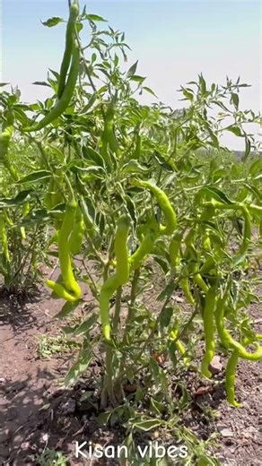 Khet Mein Lagi Mirchi 🌶️dekho Kitni Tez Mirchi Farming Ka Asli scince 🌶️ Gav m michi ki kheti😳