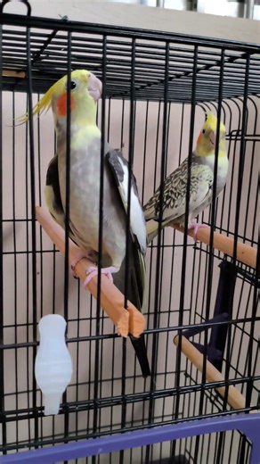 Casal de calopsitas #viral #birds #pets #cockatiel #calopsita #parrot #video #aves #love #cute #cat