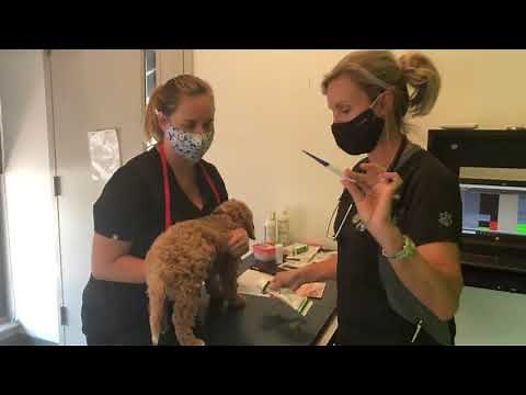 How to take a temperature on a dog