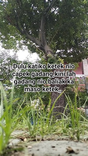 Samakin Rumik nagariko,, #laguminang #minanglipp #minangcoversong #minang #musikminang #minangrancak #otalapau #laguranahminang #ranahminang #minangbana #urangawak #minangkanindonesia #popminang #minangmendunia #urangminang #perantauminang #minangkabau #nationalteam #minangquotes #sumbar #minangkeren #minangmaimbau #lagupadang #quotesminang #padang #storyminang #trending #pesonaminang | Ajo Mayh