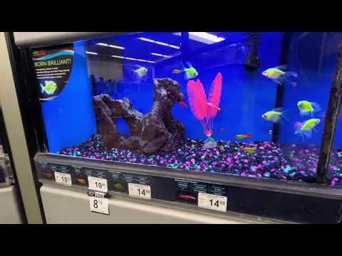 Current Prices of Glo Fish at Petco Store USA April 13, 2026