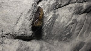 Bat in hibernating hanging from ceiling in old tunnels. It hid ears under arms