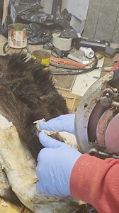 Cleaning off a bear paw pad after the pickle. | Gordo's Crick of the Valley Saskatchewan fine furs.
