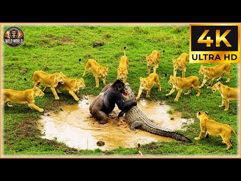 Craziest Crocodile Attacks Ever Caught On Camera #wildanimals | Animal Documentary