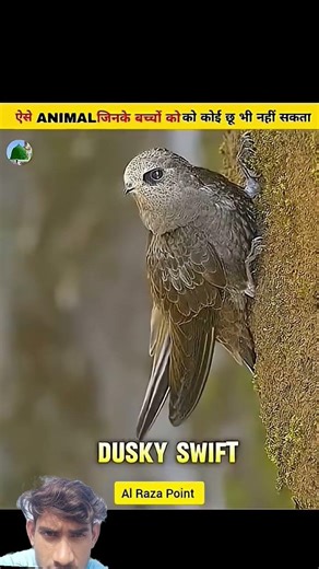 #facts #animals #kingtroll #tigerspotted #wildanimals #birds #wildlife #wildlife #amazingfacts #eagl