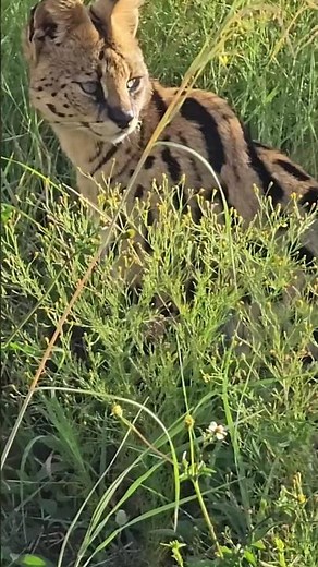 Serval cat hunting at Serengeti. Caza del gato serval en el Serengeti. #servalcat #gatos #wildlife