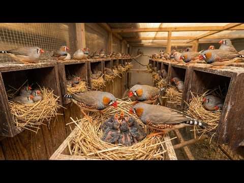 I Bred 100 Finches Using This Simple Trick