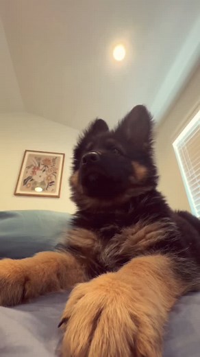 German Shepherd ❤️ on Instagram: "Cute Pup 🐶"