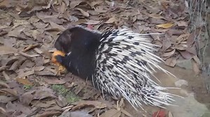 File:Malayan porcupine eating a sweet potato.webm - Wikimedia Commons