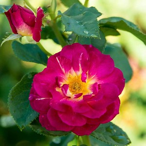 Outta the Blue™ Shrub Rose
