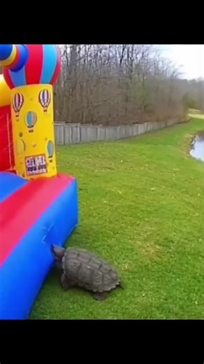 ♡ilyTOMMY♡ ✮⋆˙ on TikTok