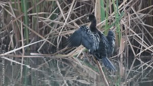 Pygmy cormorant (Microcarbo pygmeus) perched on a stick, preening and drying it's feathers off.