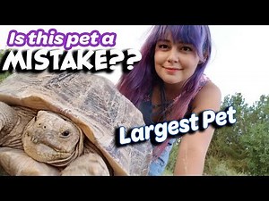 Sulcata Tortoise Guide | The Good, The Bad, The Ugly