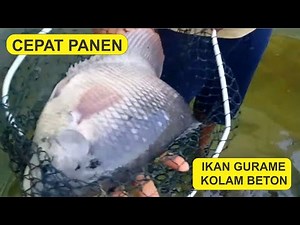 CARA MUDAH BUDIDAYA GURAME DI KOLAM BETON AGAR CEPAT PANEN