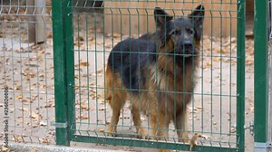 A barking, angry, big, brown and dangerous dog walks behind a fence. The dog is barking loudly.