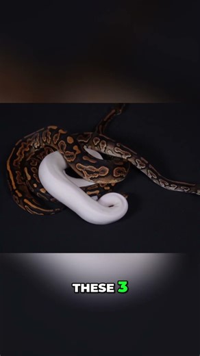 Snake Gives Birth To Bizarre, Abnormal Babies!