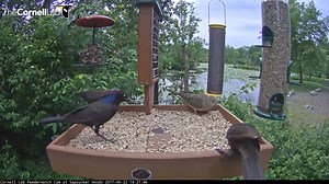 15K views · 1K reactions | Did you hear the news? The Bird Cams...